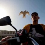 برای دیدن دوستی بی نظیر یک کبوتر با کبوتر