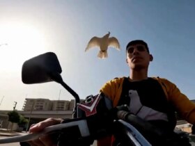 برای دیدن دوستی بی نظیر یک کبوتر با کبوتر