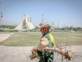 تصاویر درختان برش مربع آزادی