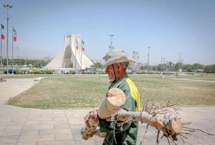 تصاویر درختان برش مربع آزادی