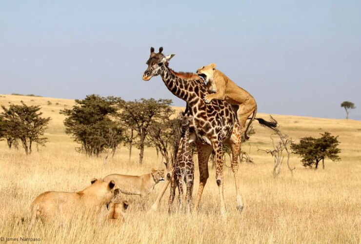 برای دیدن جنگ غیر ضروری شیرهای زنان با غول بالا