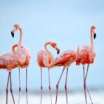 Flamingos در ماهارلو ، مرواریدها در دریاچه صورتی می چرخند