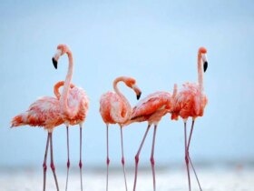 Flamingos در ماهارلو ، مرواریدها در دریاچه صورتی می چرخند