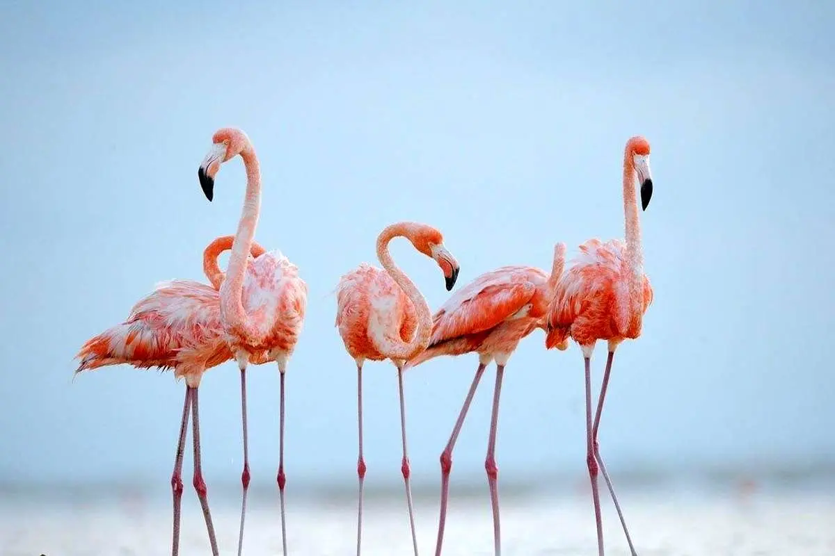 Flamingos در ماهارلو ، مرواریدها در دریاچه صورتی می چرخند