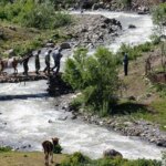 تصاویر ماهیت سالمندان
