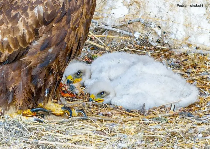 عقاب طلایی