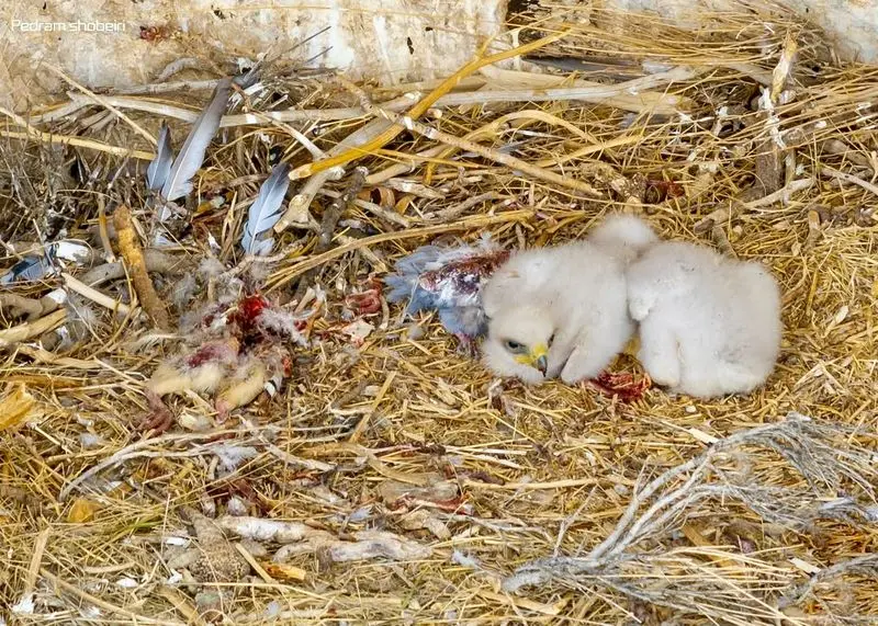 عقاب طلایی