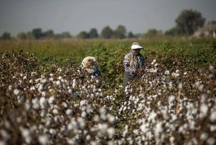 تصاویر اولین کارخانه طلای سفید در ایران