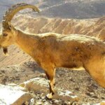برای دیدن بریدن مچ پا یک بز کوهی در تله شکارچیان