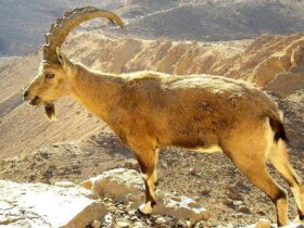 برای دیدن بریدن مچ پا یک بز کوهی در تله شکارچیان