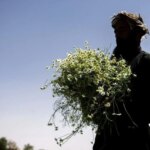 تصاویر برداشت بابونه در اصفهان