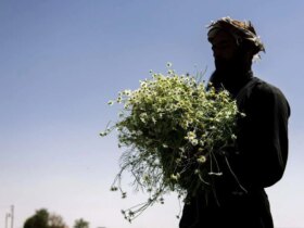 تصاویر برداشت بابونه در اصفهان