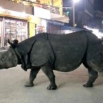 برای دیدن Hiphenon که شهرنشینی را انتخاب می کند!