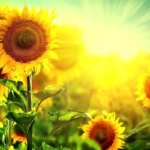 TAFAL - جمعه ، 2 ژوئن ، o ریش برای نمک با لب های خود ....