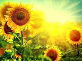 TAFAL - جمعه ، 2 ژوئن ، o ریش برای نمک با لب های خود ....