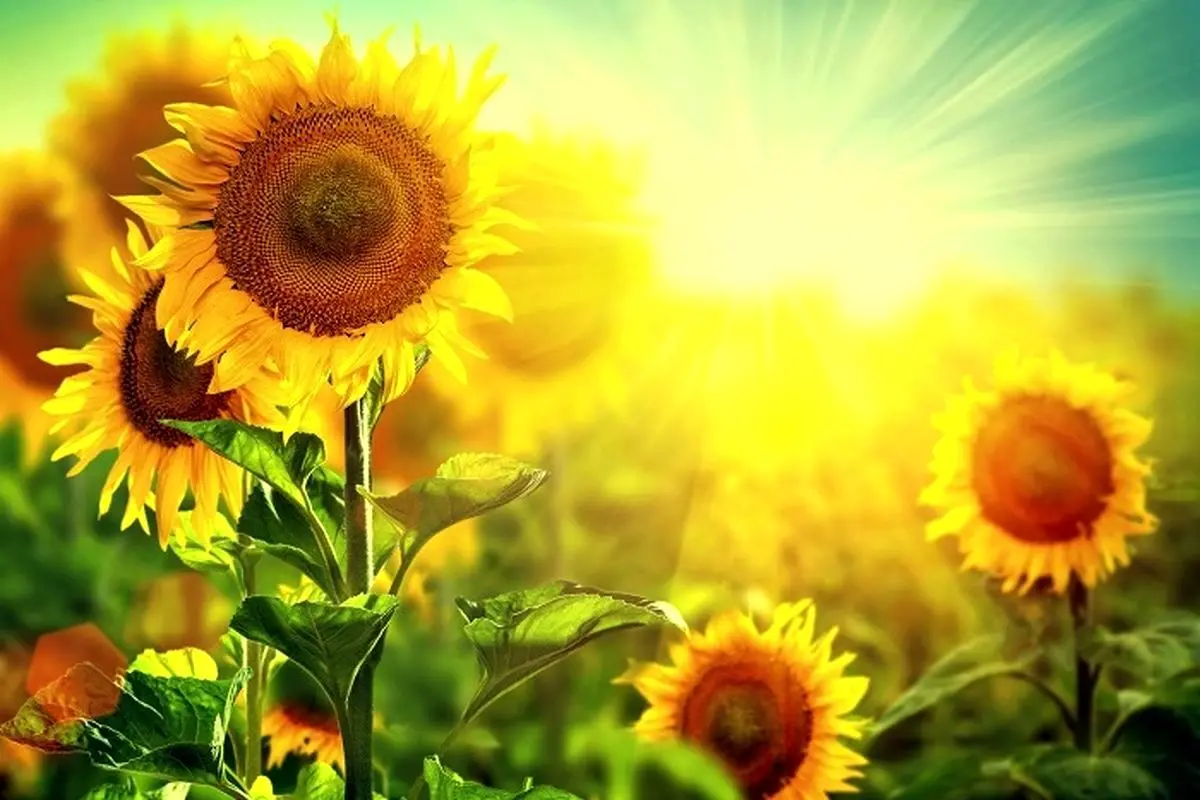 TAFAL - جمعه ، 2 ژوئن ، o ریش برای نمک با لب های خود ....