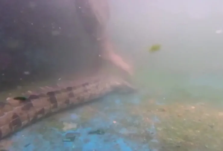 آخرین جنگ برای نجات ظلم از انقراض