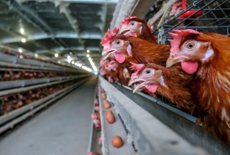 بحران کف مرغ