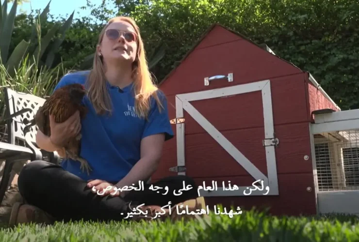 برای دیدن آمریکایی ها مرغ هایی را که مبله شده اند اجاره کردند!