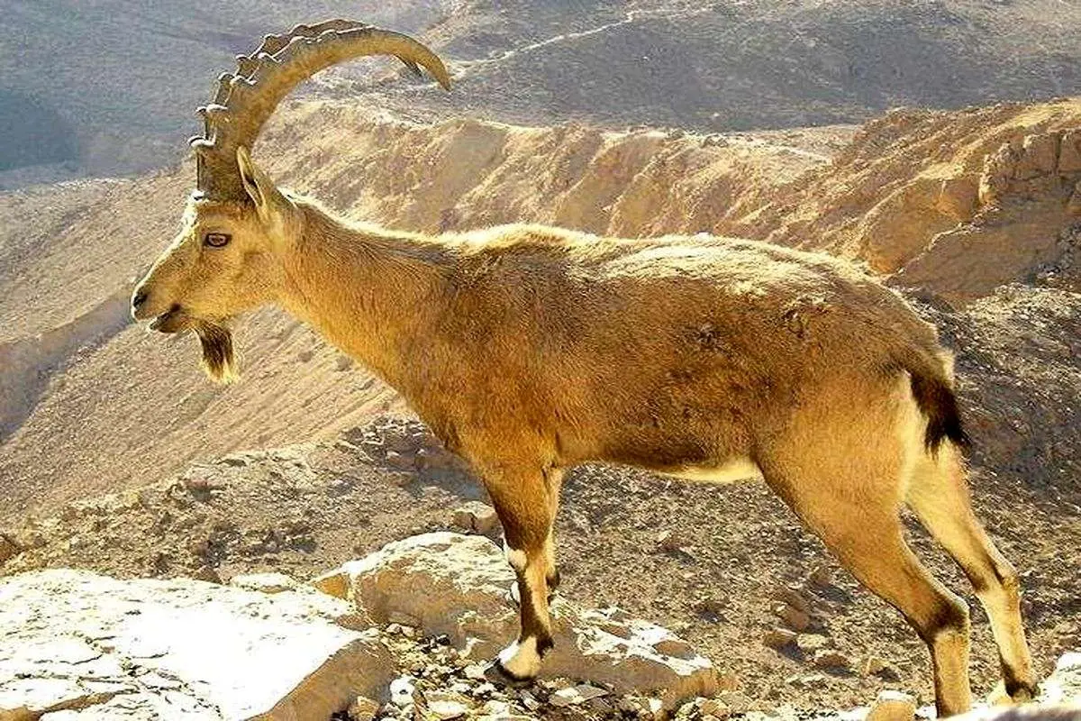 برای دیدن بریدن مچ پا یک بز کوهی در تله شکارچیان 4 برای دیدن بریدن مچ پا یک بز کوهی در تله شکارچیان