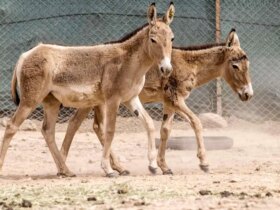 برای دیدن تولد اولین گور ایرانی در پارک ملی کویر گارمسار