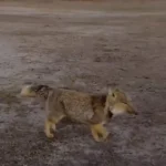 برای دیدن روباه تبت ؛ شکارچی