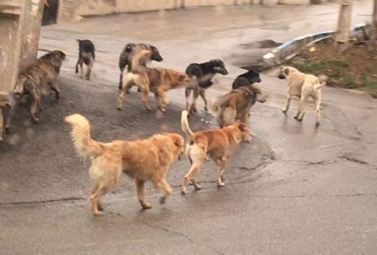 ببینید؛ سگ‌های ولگرد در دماوند یک میش را زنده زنده خورند