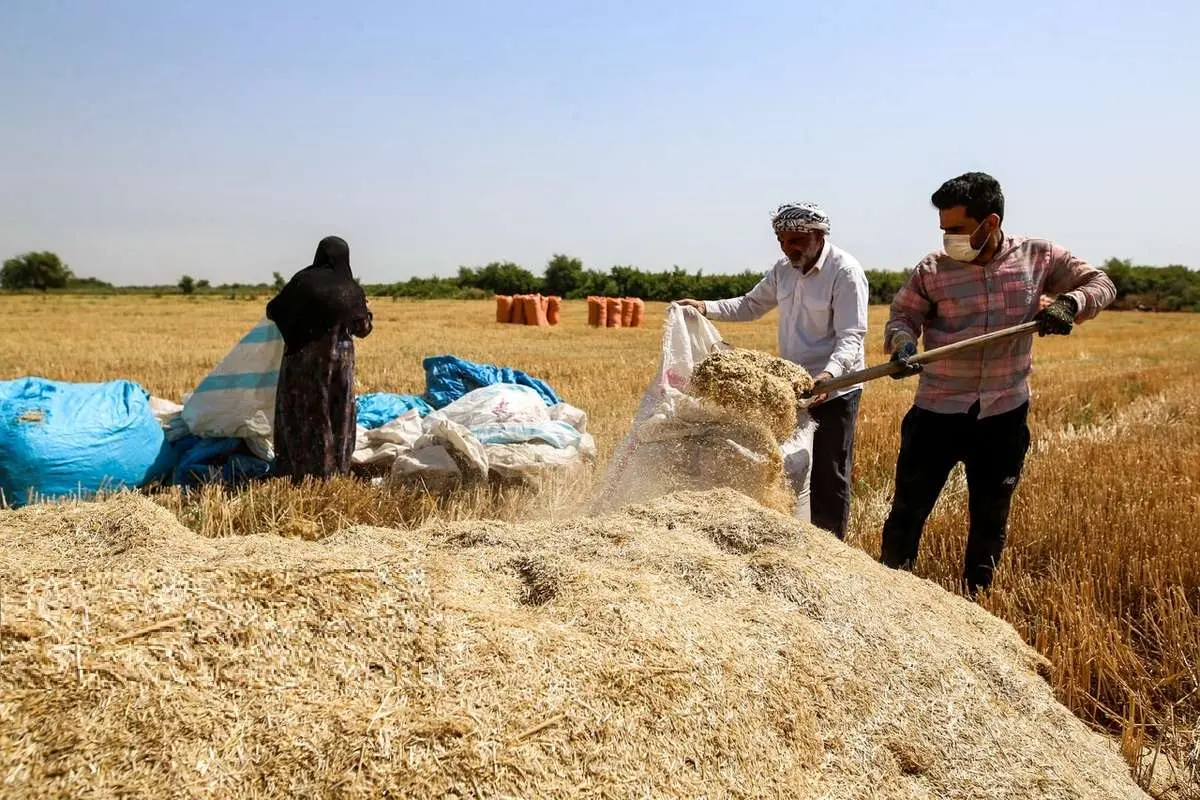 تصاویر برداشت گندم در خوزستان 4 تصاویر برداشت گندم در خوزستان