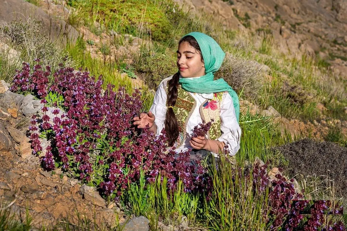 تصاویر برداشت گیاهان پزشکی در ارتفاعات Chaharmahal و Bakhtiari 4 تصاویر برداشت گیاهان پزشکی در ارتفاعات Chaharmahal و Bakhtiari