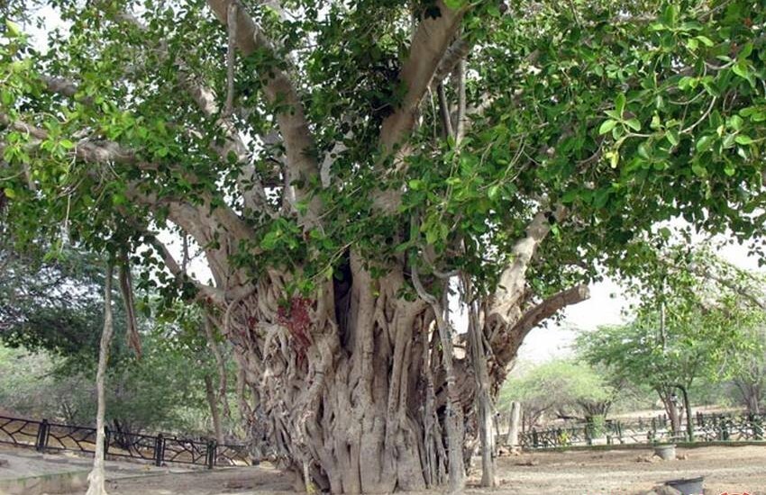 تصاویر مختلف ترین دعاهای ایران ؛ یک معماری وحشی خلاق