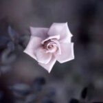 روز چهارشنبه ، 31 مه ، من می خواهم مسئول Sagıa Soysta از Tafali تا Hafiz باشم .....