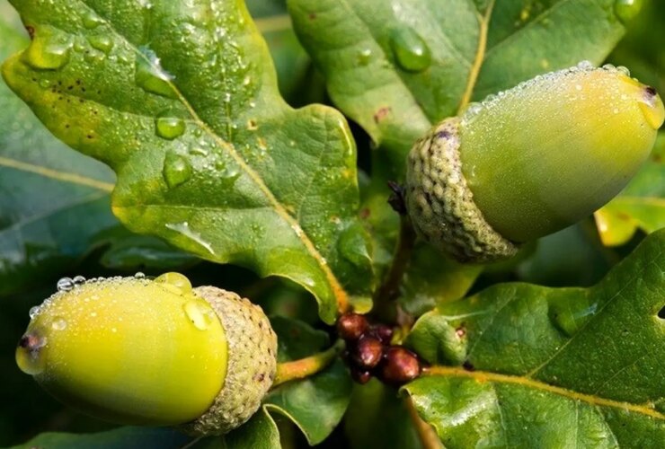 ریه های Zagros مربوط به ظریف ؛ چه کسی به درختان بلوط می آید؟
