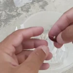 نحوه کاشت کف در گلدان ها ؛ مرحله -y -by -palm هسته