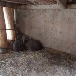 پارک کوبا پارک/ جزئیات پلیس