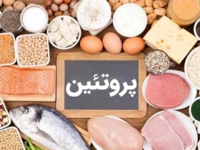 پروتئین حیوانی یا گیاهی است؟!