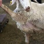 گوسفند زنده با کیلو 2 هزار تن بود