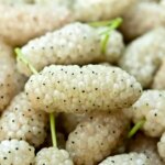 10 ویژگی شگفت انگیز میوه سفید
