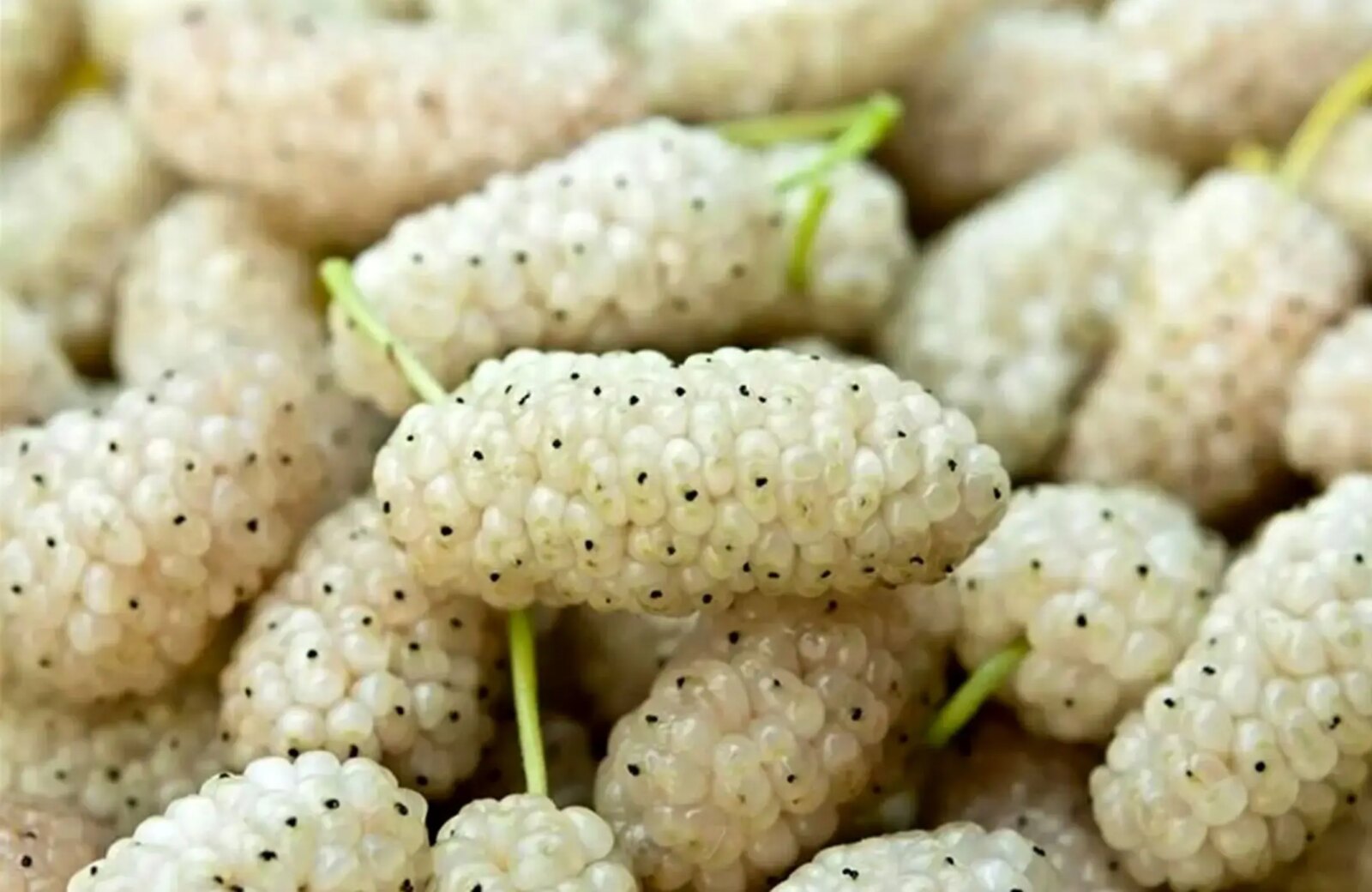 10 ویژگی شگفت انگیز میوه سفید