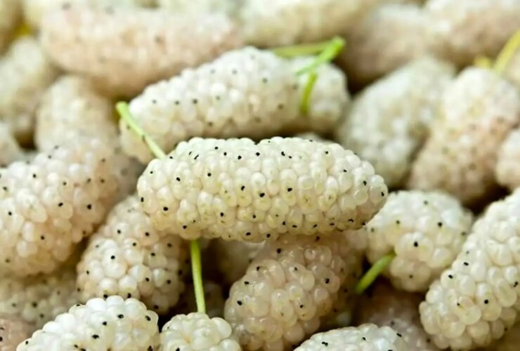 10 ویژگی شگفت انگیز میوه سفید