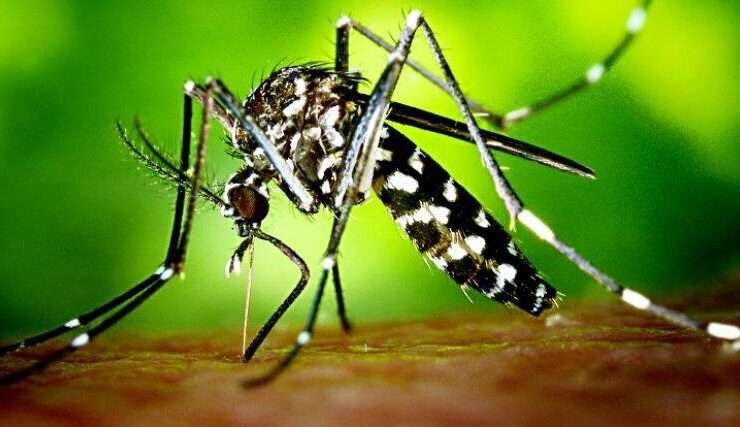 علائم آتش دنگی چیست؟