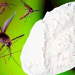 برای دیدن روش طبیعی مورد علاقه مساجد و حشرات از خانه