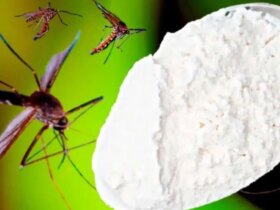 برای دیدن روش طبیعی مورد علاقه مساجد و حشرات از خانه
