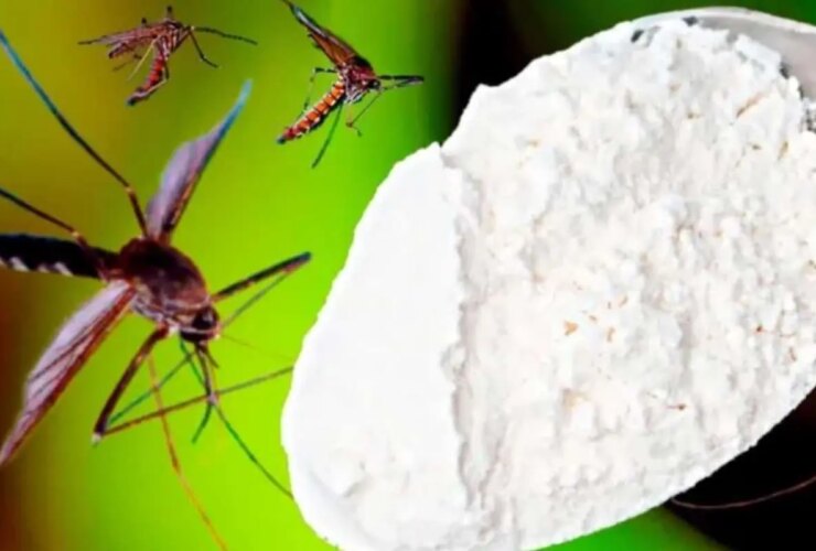 برای دیدن روش طبیعی مورد علاقه مساجد و حشرات از خانه