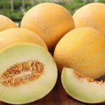 تراریخته و مضر برای سلامتی؟