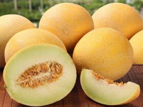 تراریخته و مضر برای سلامتی؟