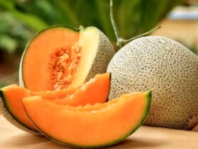 آیا خربزه تراریخته و برای سلامتی مضر است؟