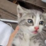 برای دیدن بازپرداخت کودک پس از لوله فاضلاب 4 ساعته