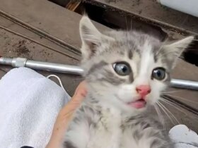 برای دیدن بازپرداخت کودک پس از لوله فاضلاب 4 ساعته