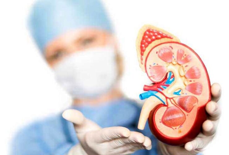 غذاهای مفید برای سم زدایی کلیه ها
