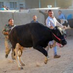 تصاویر عید الدا در بازار دامپروری